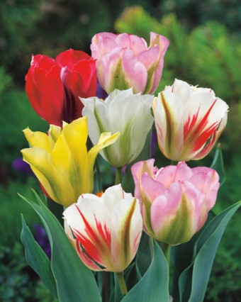 Tulipán viridiflora Mix 11/12, 100 kusov  